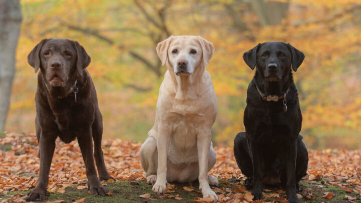 Labrador Colors: The Pinwheel of Colors and Markings