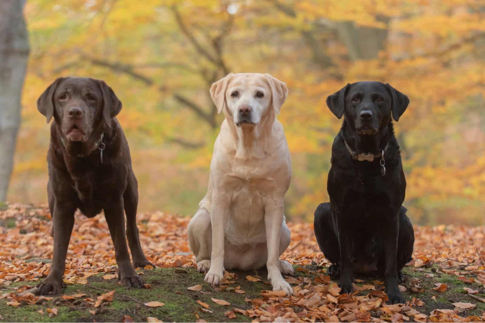 three labrador retriever dogs with different coats