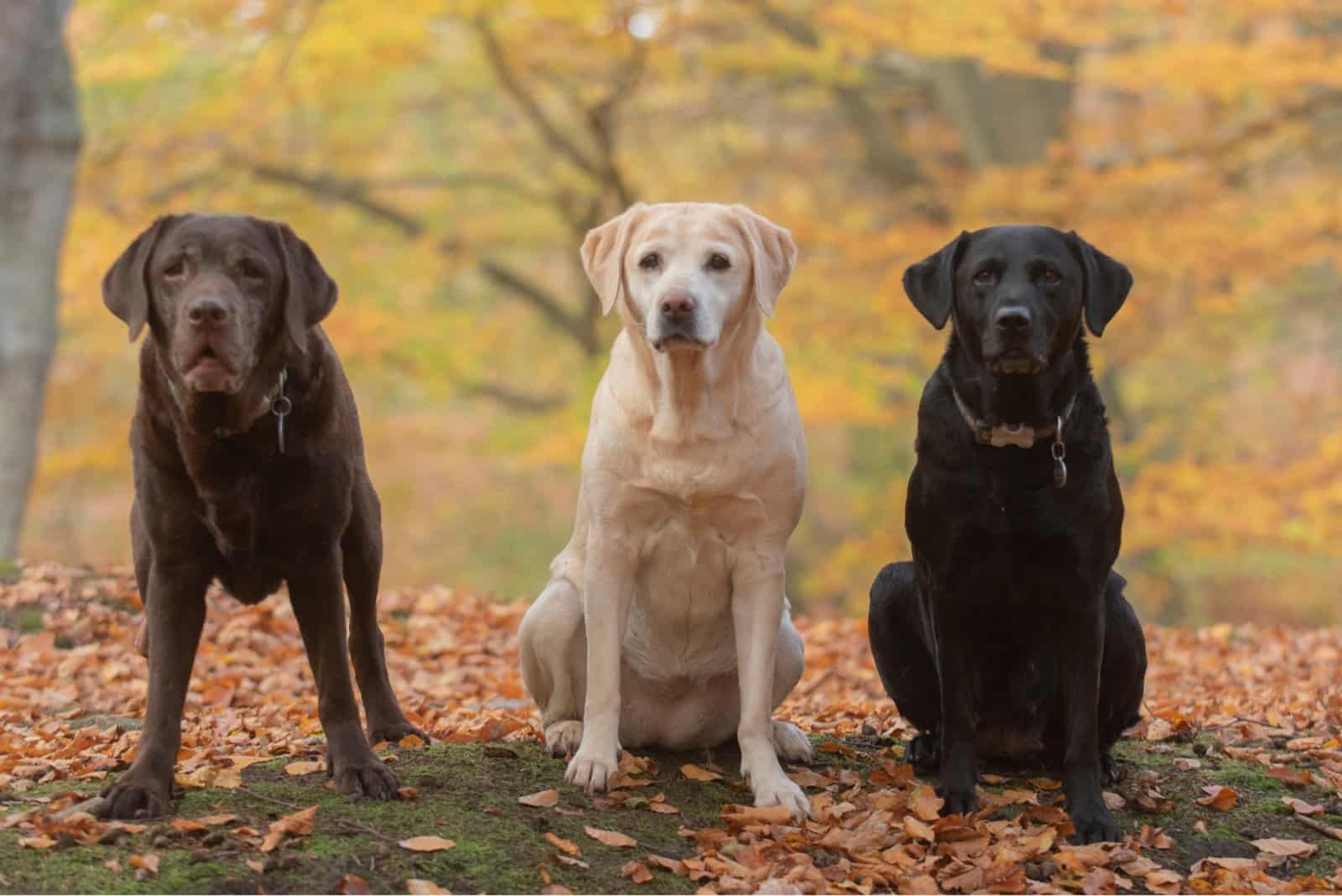 Labrador Colors The Pinwheel Of Colors And Markings