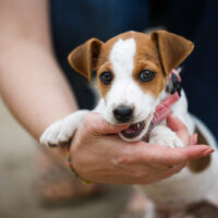 puppy biting owner