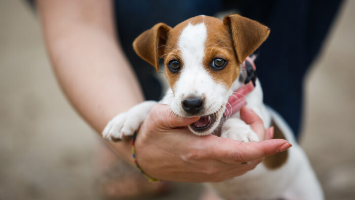 My Puppy Won’t Stop Biting Me, I’ve Tried Everything: 10 Ways To Stop It