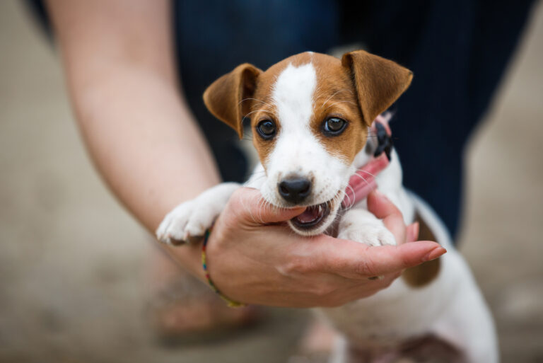 puppy biting owner