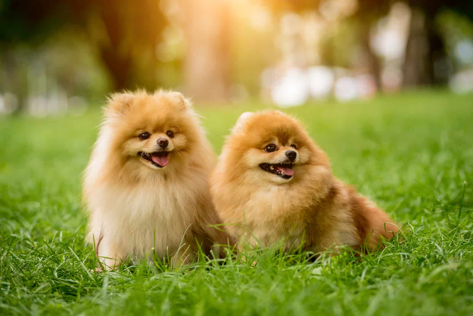 Pomeranian Puppies standing on grass
