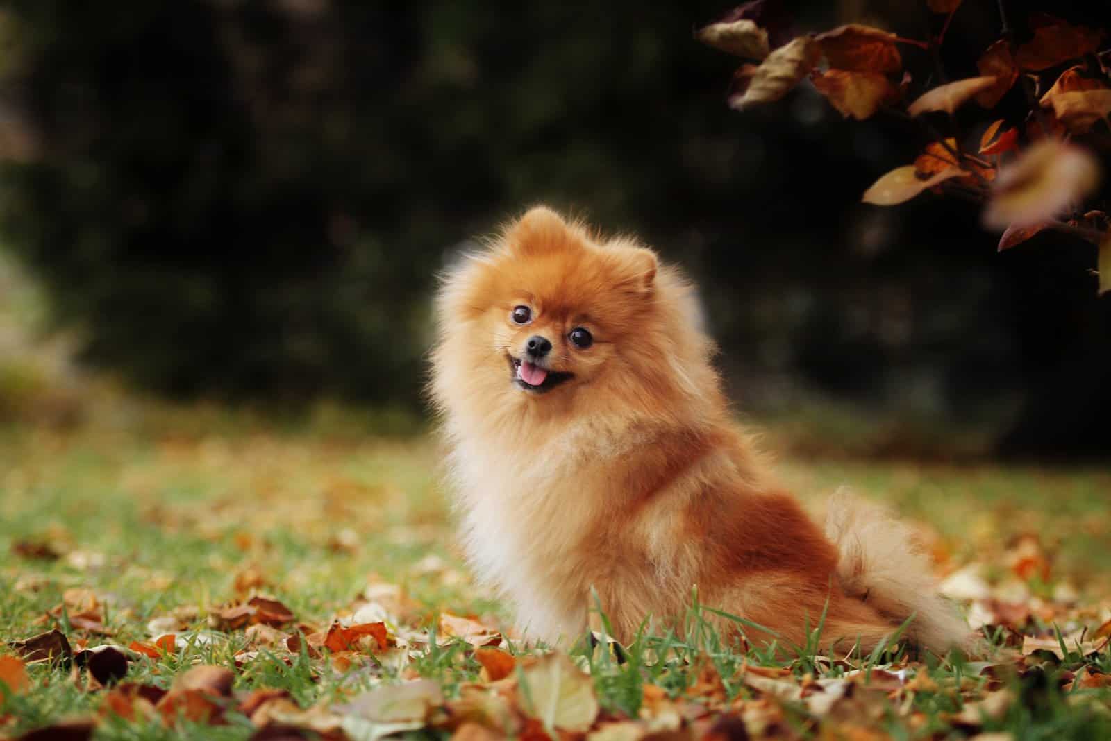 Pomeranian looking at camera while outside