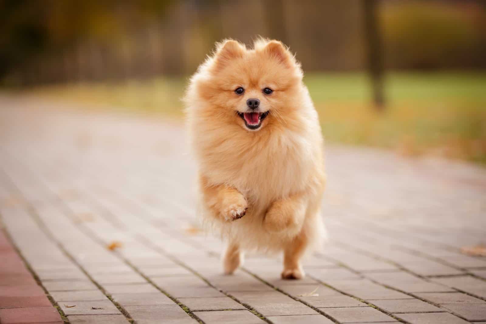 Pomeranian playing outside