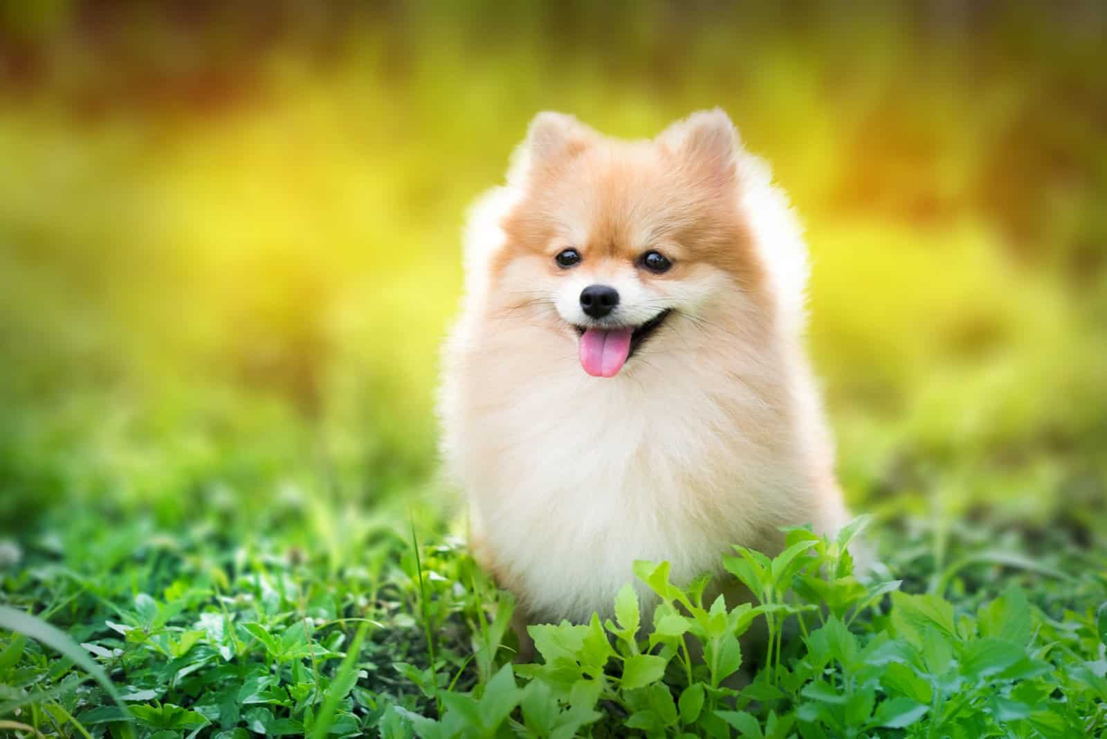 Pomeranian sitting on grass