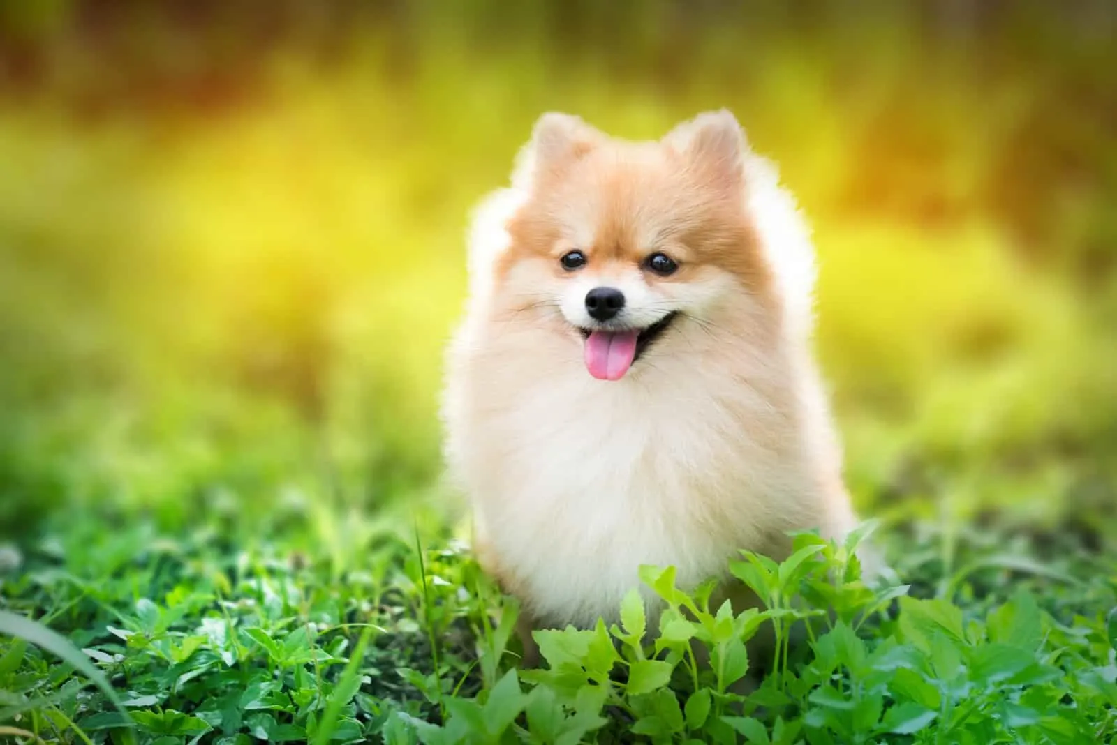 Pomeranian sitting on grass