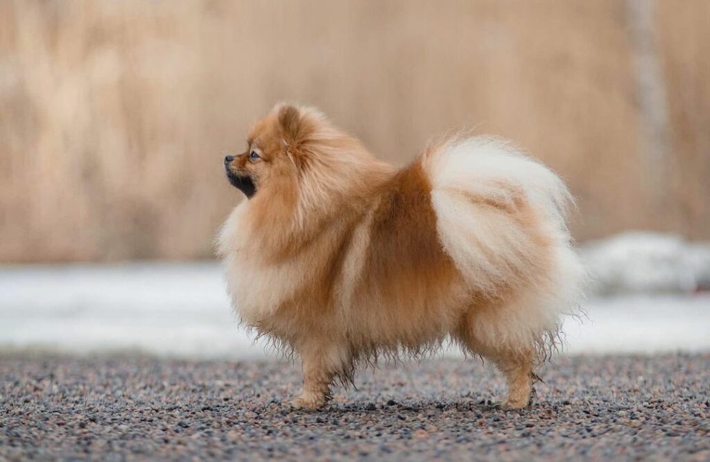 The 5 Best Pomeranian Breeders In Ontario