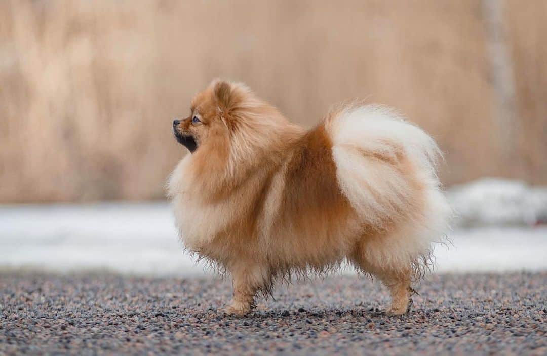 Pomeranian standing outside on road