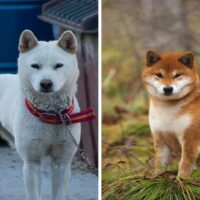 Shiba Inu and Jindo standing outside