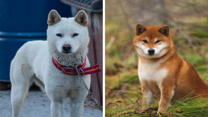Shiba Inu Vs Jindo: Twins Or Completely Different Breeds?