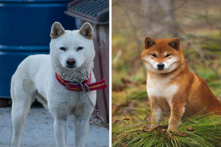 Shiba Inu and Jindo standing outside