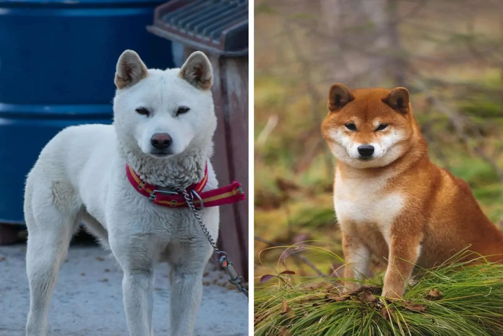 Shiba Inu vs Jindo: Twins Or Completely Different Breeds?