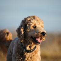 dog standing outside looking away