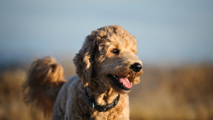 3 Signs That A Male Dog Wants To Mate And More
