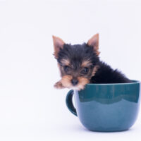 teacup yorkie in a cup