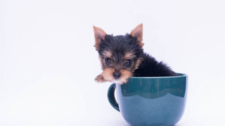 Teacup Dog Breeds: Tiny Dogs With Big Hearts