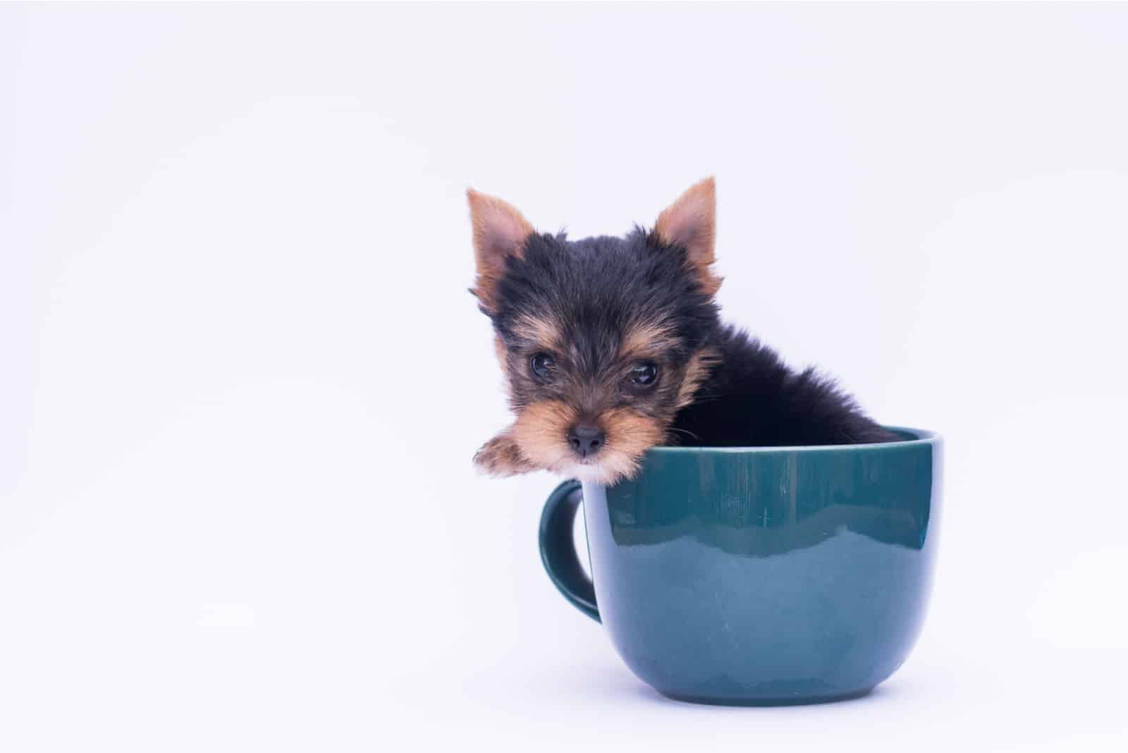 teacup yorkie in a cup