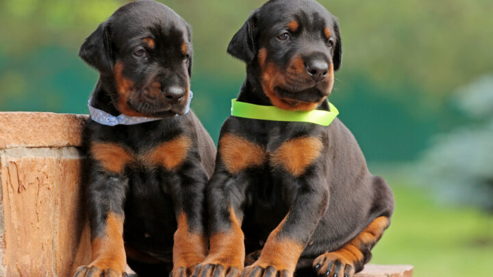 The 19 Best Doberman Breeders In The U.S.
