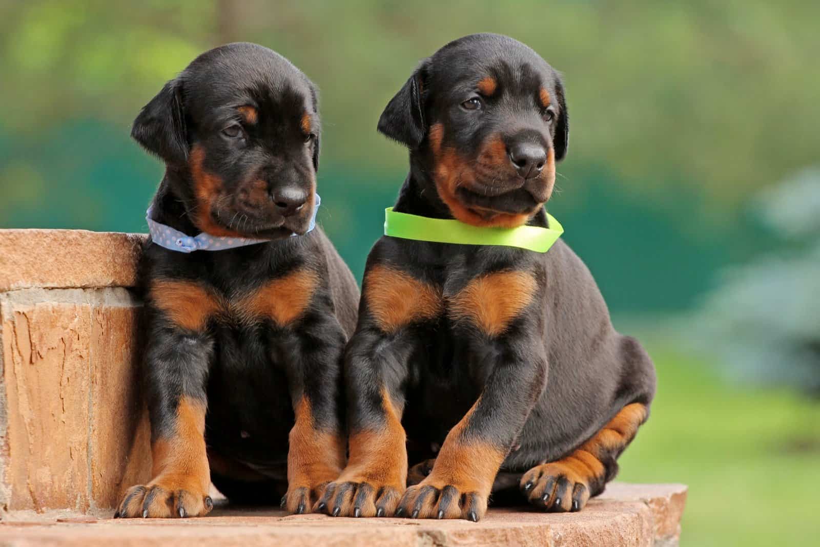 two doberman puppies
