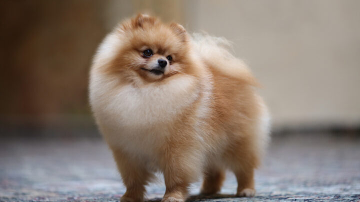The 5 Best Pomeranian Breeders In Ontario
