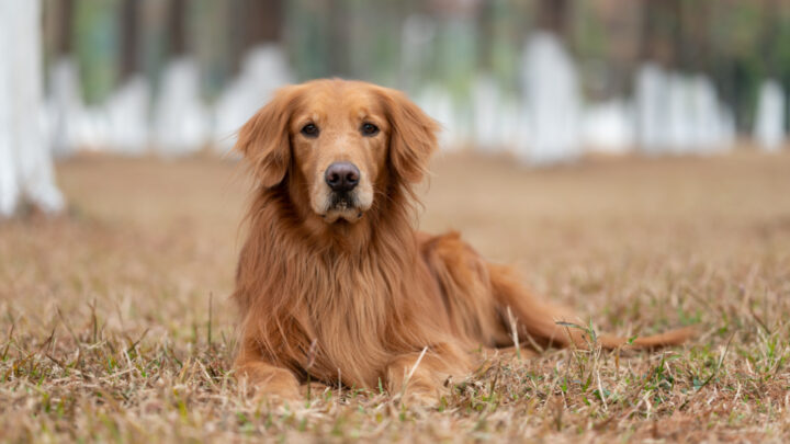 The Top 10 Best Golden Retriever Breeders In Ontario