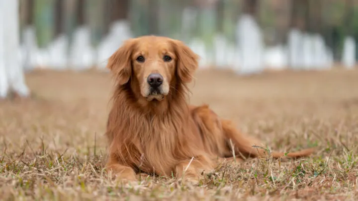 The Top 10 Best Golden Retriever Breeders In Ontario The Top 10 Best Golden Retriever Breeders In Ontario