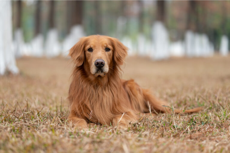 Golden Retriever sitting on ground outside