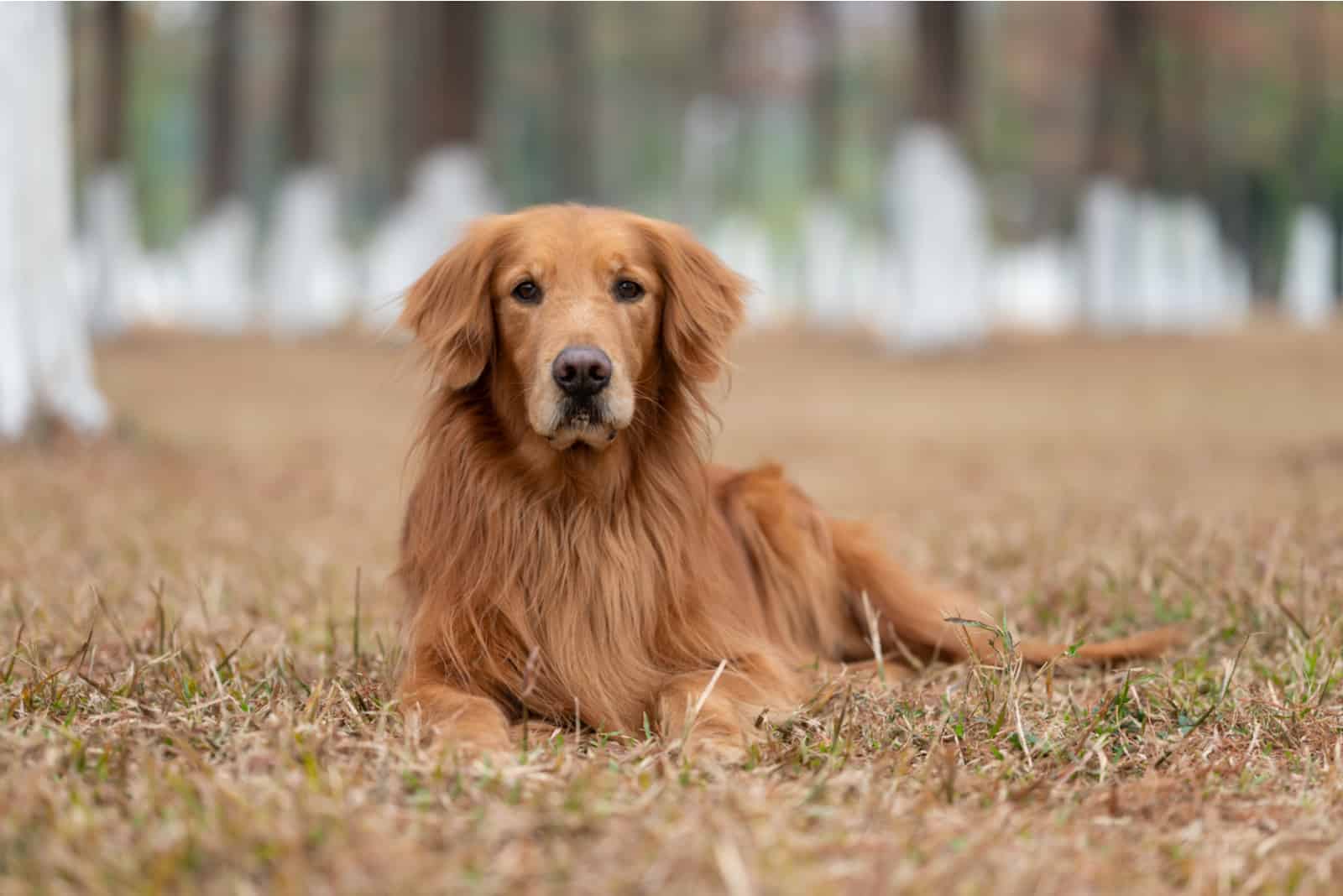 The Top 10 Best Golden Retriever Breeders In Ontario