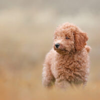 labradoodle puppy with curly coat in the grass