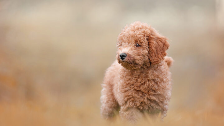 The Top 10 Most Reliable Labradoodle Breeders In The UK