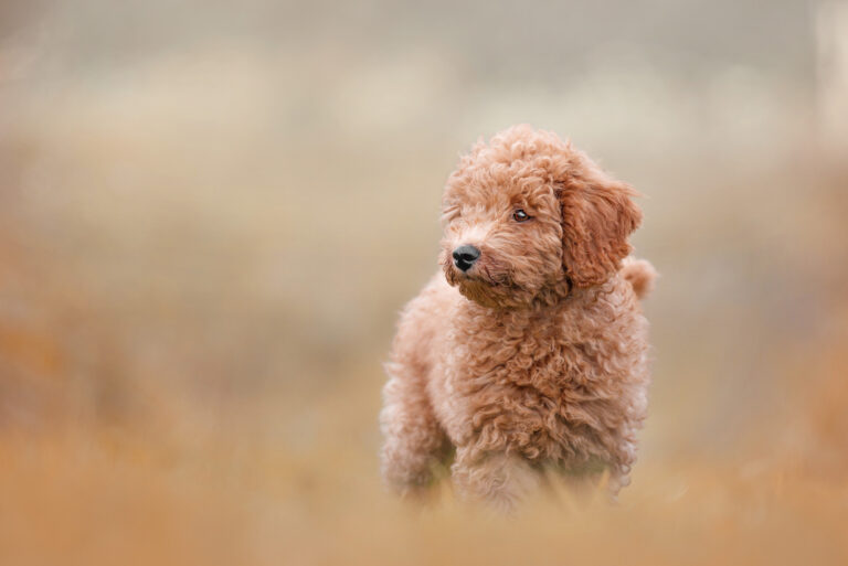 labradoodle puppy with curly coat in the grass