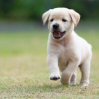 cute golden retriever puppy running outdoor
