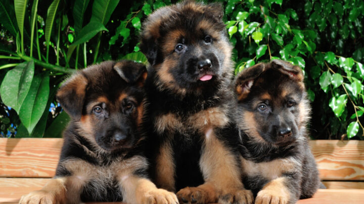 The Top 11 Best German Shepherd Breeders In Ontario
