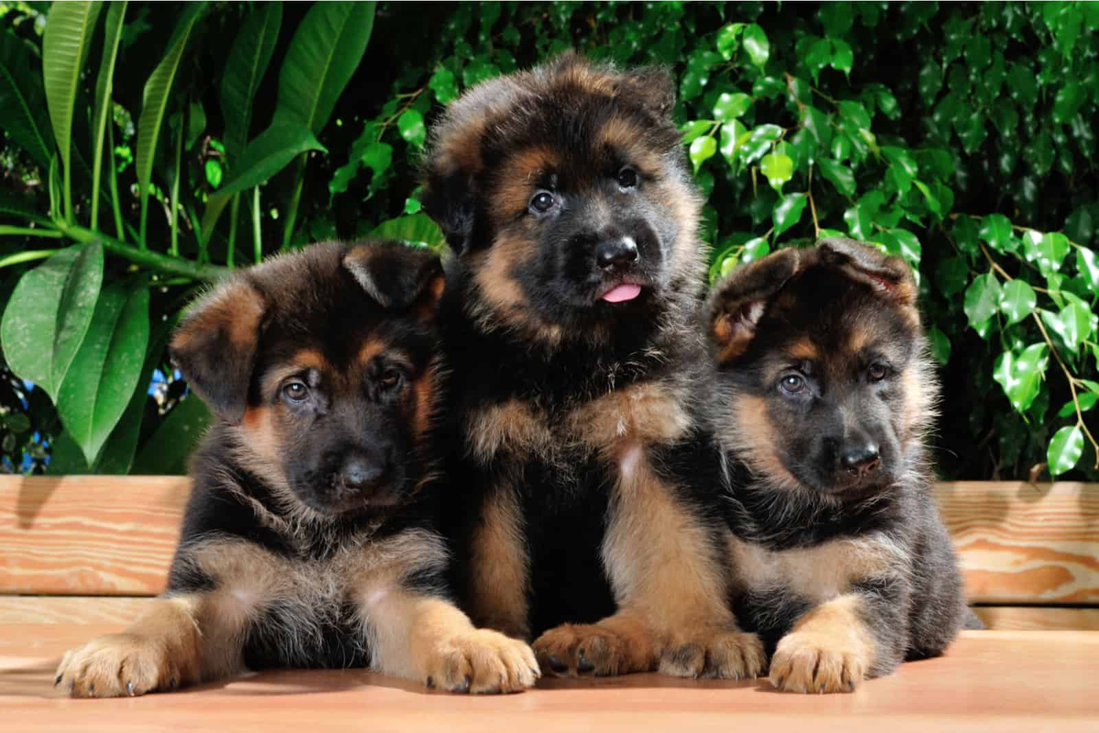 three german shepherd puppies on the table