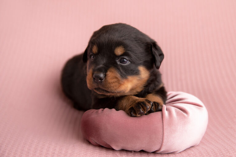 rottweiler puppy