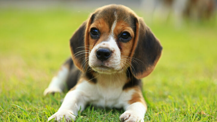 The Top 5 Most Reliable Beagle Breeders In Ontario In 2022