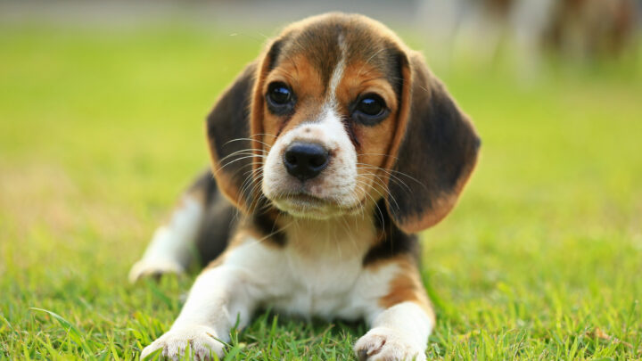 The Top 5 Most Reliable Beagle Breeders In Ontario