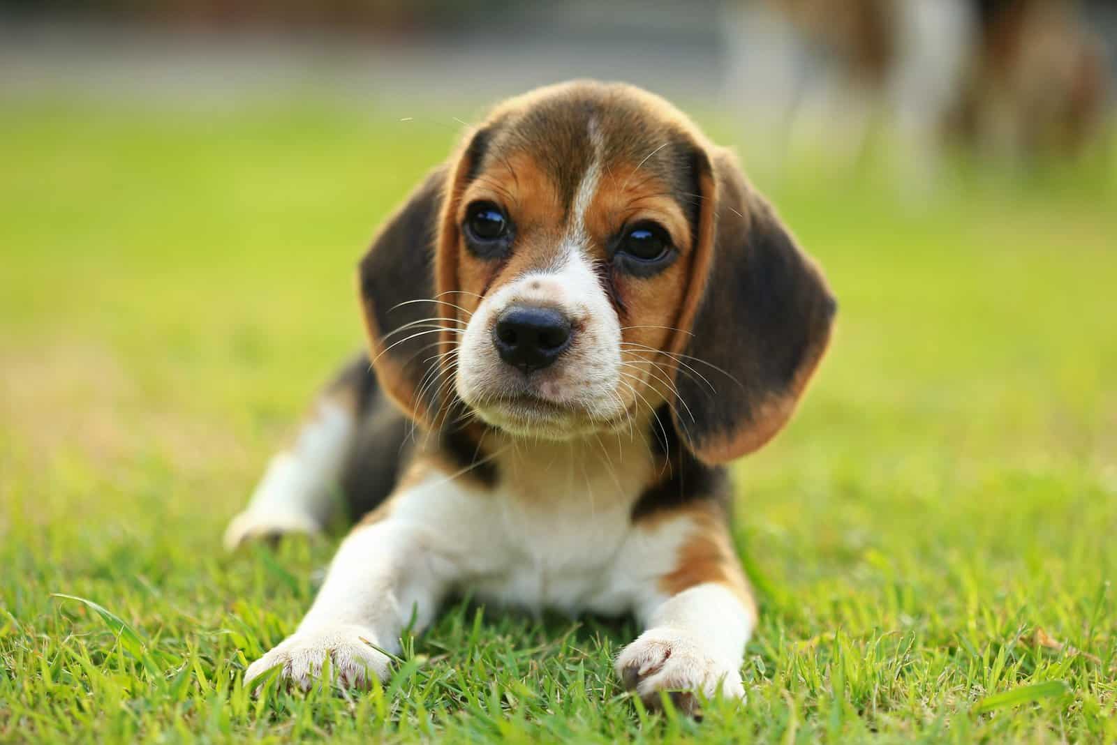 cute beagle puppy lying in grass outdoor