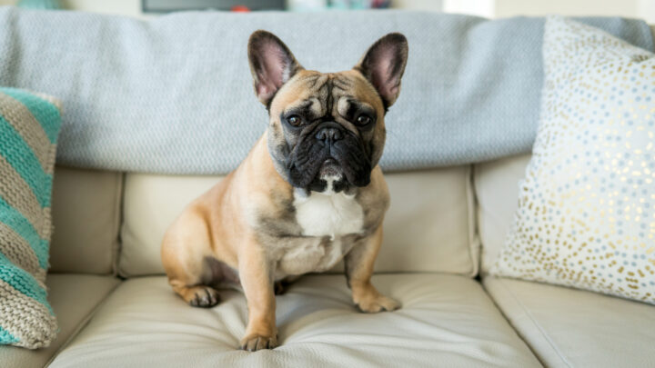 The Top 5 Most Reliable French Bulldog Breeders In The UK