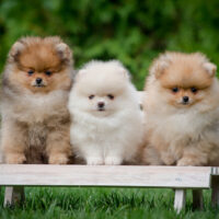 three pomeranian puppies sitting on the bench