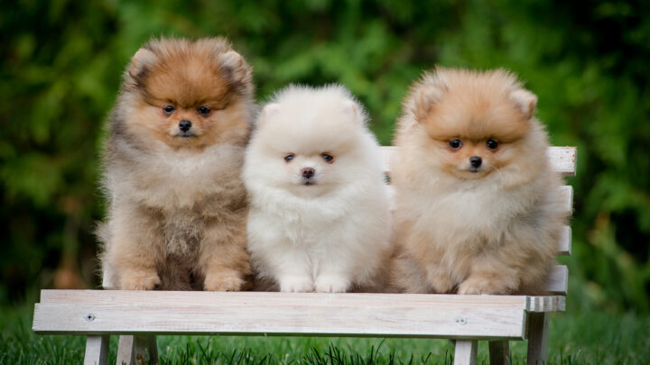 The Top 5 Most Reliable Pomeranian Breeders In The UK