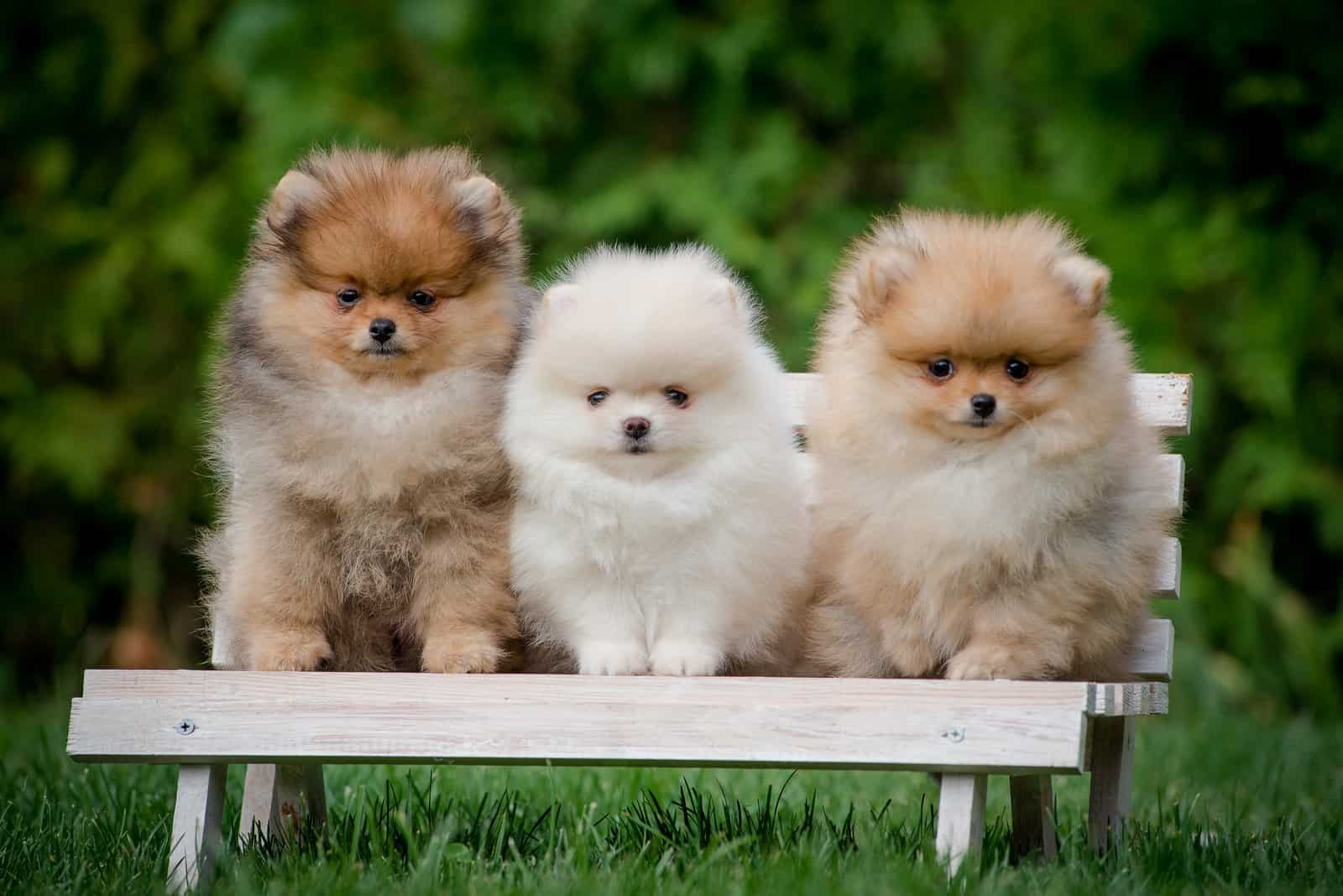 three pomeranian puppies sitting on the bench
