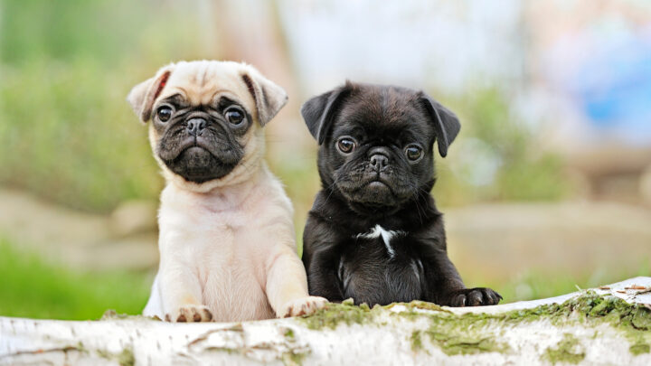 The Top 5 Most Reputable Pug Breeders In Ontario