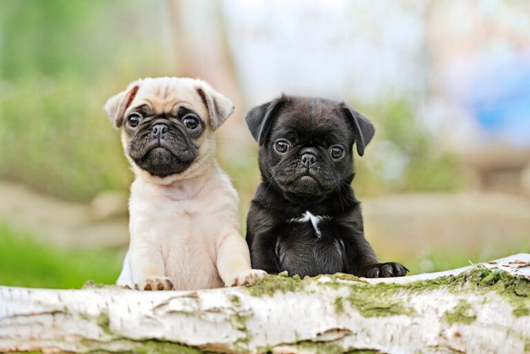 two pug dogs standing on the wood