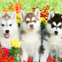 three siberian husky puppies