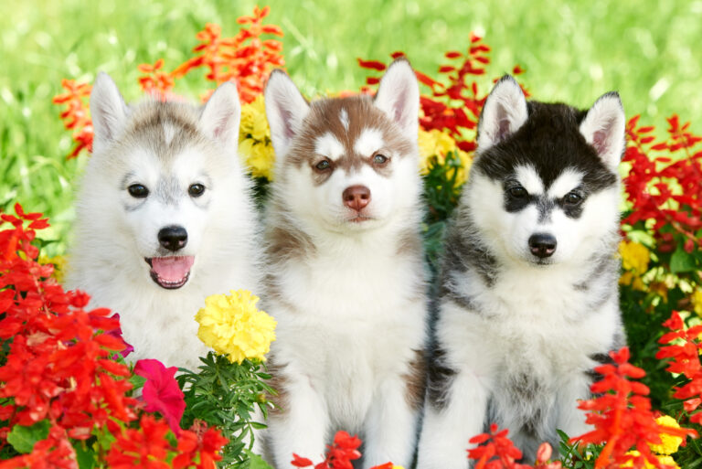 three siberian husky puppies