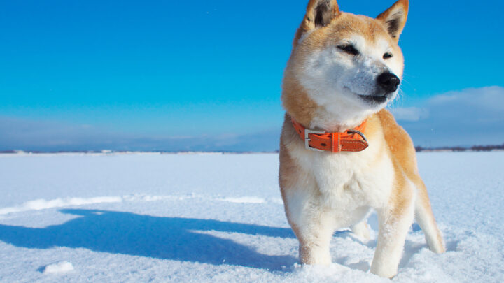 The Ultimate 2022 Guide To All The Lovely Shiba Inu Colors
