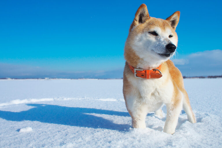 shiba inu standing on the snow