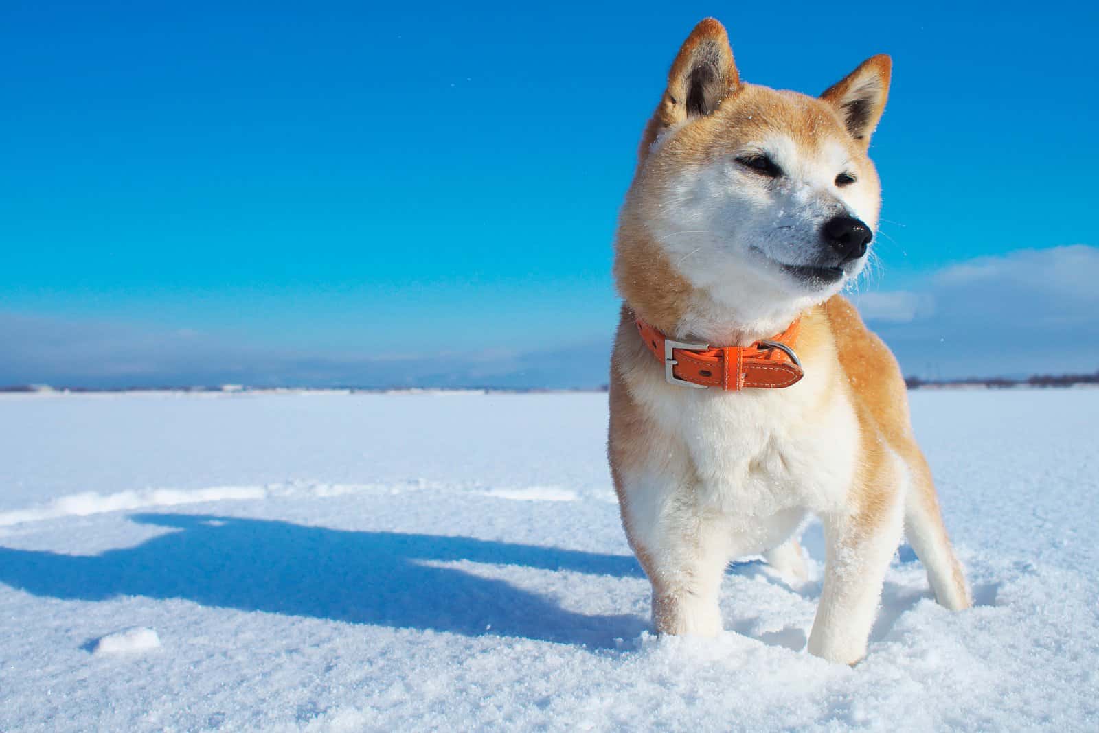 9 Lovely Shiba Inu Colors: The Ultimate Guide